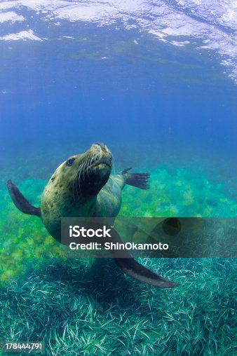 istock sealion looked up 178444791