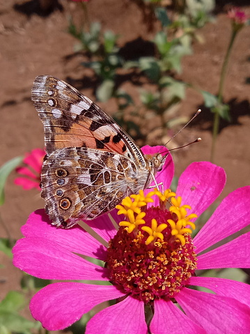 background of zinnia flowers and butterflies perching