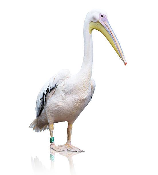 istock Portrait Of A Pelican 178444898