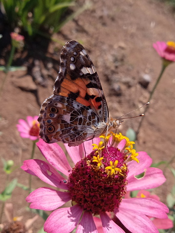 butterflies and pink zenia flowers