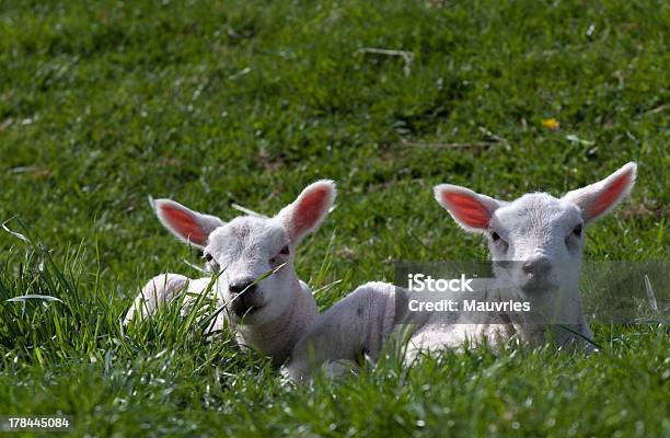 Lambs Ears Stock Photo - Download Image Now - Agriculture, Animal, Cheerful