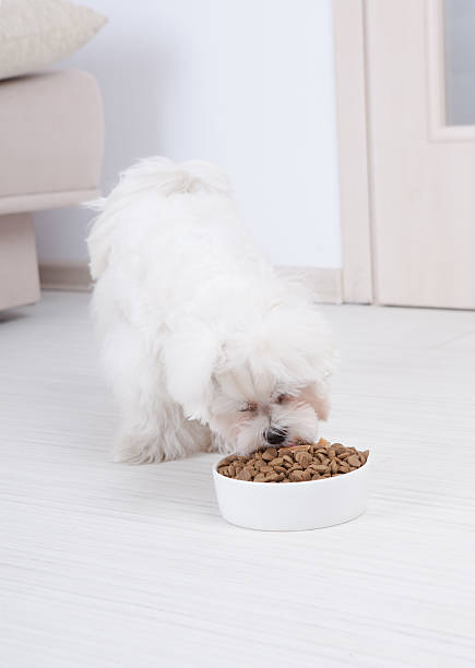 istock Dog eating dry food 178445892