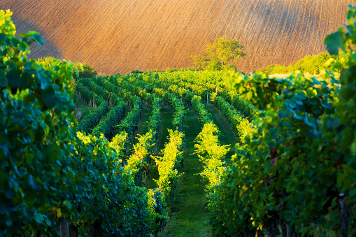 This captivating photo showcases the serene beauty of a vineyard at sunset. Countless rows of grapevines stretch as far as the eye can see, descending gently into the landscape. In the distance, the golden rays of the setting sun bathe a freshly plowed field in their warm light. It's a tranquil and picturesque scene, where the vineyard's bounty harmonizes with the tranquil glow of the evening sun