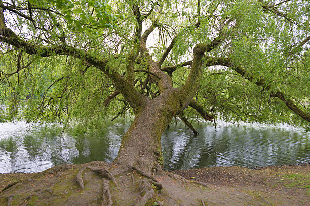 istock Willow on the shore of a lake 178446006