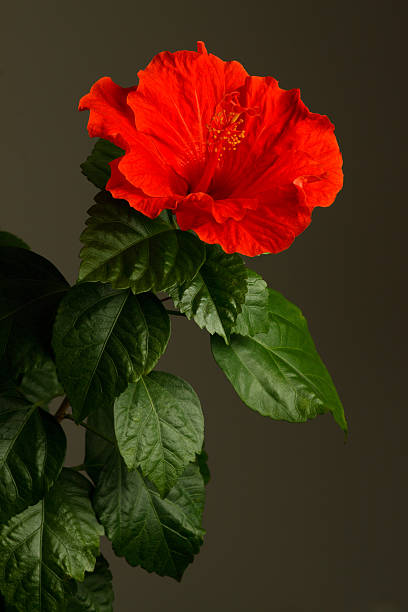 red hibiscus on dark background stock photo