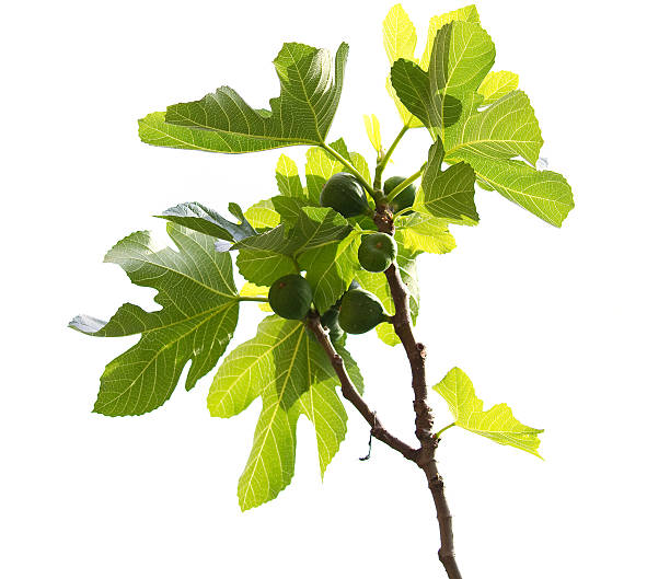 Isolated branch of a fig tree.