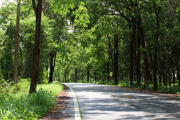 istock Country road running through tree alley 178446459