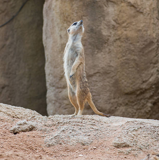 istock Meerkat Standing Upright And Looking Alert 178446462