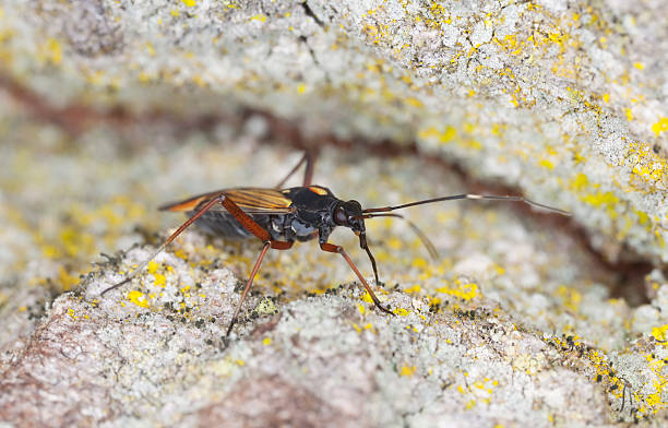 istock Plantbug, Miris striatus on oak, extreme close-up 178446612