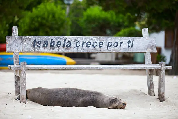Sea lion relaxing on a beach at Galapagos island of Isabela