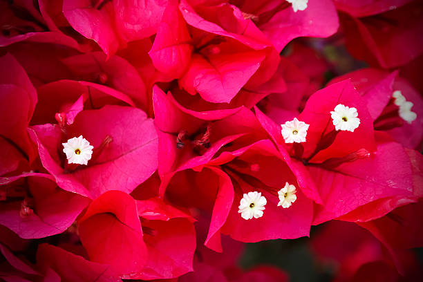 istock Red bougainvillea flower blossom 178447095