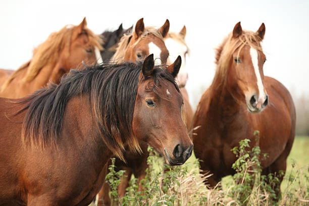 istock Brown welsh pony in front of others 178447262
