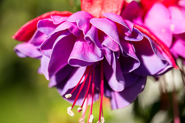 Fuschia close up stock photo