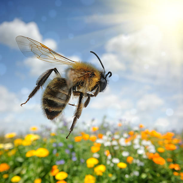 Bee flying over colorful flower field Bee flying over colorful flower field at summer day stinging photos stock pictures, royalty-free photos & images