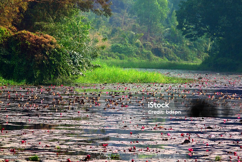 Lake in woods Famous Water Lily Lake at Jahangirnagar University of Bangladesh Dhaka Stock Photo