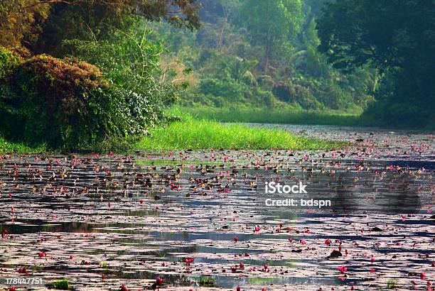 Lake In Woods Stock Photo - Download Image Now - Dhaka, University, Adulation