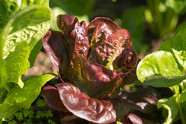 Winter Lettuce stock photo