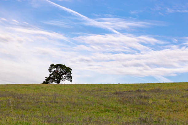 This photograph captures the breathtaking moment just after sunrise on a Moravian meadow. A single, majestic tree stands tall, set against a dramatic and intricately clouded sky. The first light of day bathes the landscape in a warm and golden hue, highlighting the tranquil beauty of the Moravian countryside