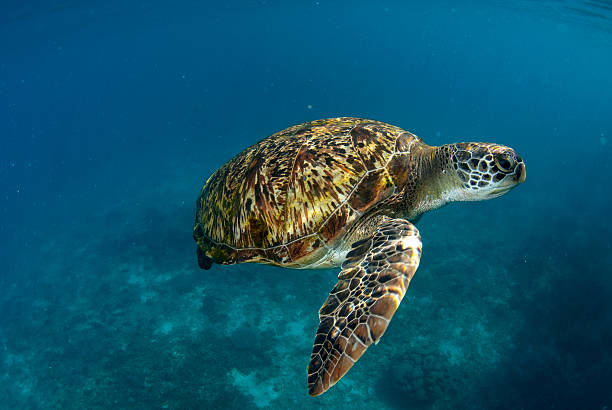 istock Green turtle at sea surface, Similan, Thailand 178447910