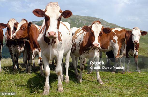 Gruppe Von Kühe In Alpen In Der Pasture Stockfoto und mehr Bilder von Kuh