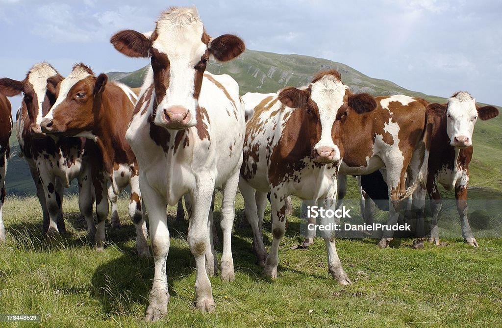 Groupe de vaches (bos primigenius taurus) dans les Alpes sur Pâturage - Photo de Vache libre de droits