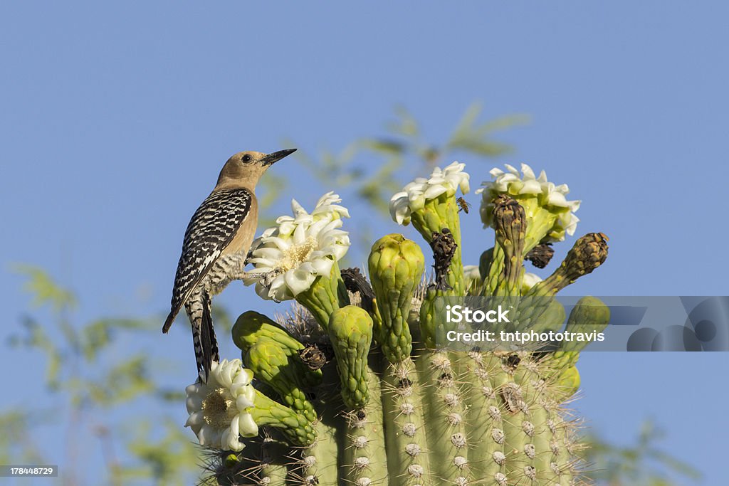 Gila Woodpecker Eating from Saguaro Flower Gila Woodpecker on Saguaro Cactus Flower Bird Stock Photo