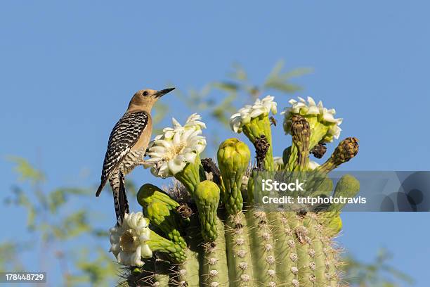 Gila Woodpecker Eating From Saguaro Flower Stock Photo - Download Image Now - Bird, Desert Area, Arizona
