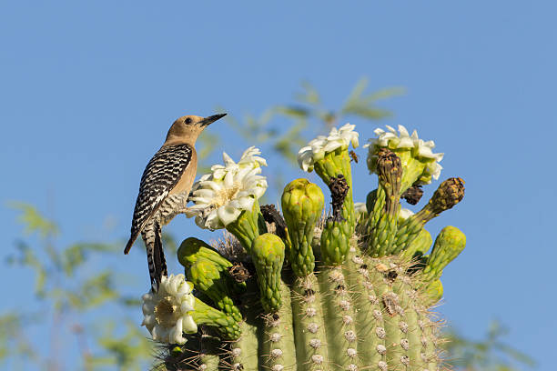 pica-pau-de-gila comer de flor de carnegia gigantea - arizona wildlife imagens e fotografias de stock