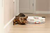 Pets concept. A beautiful, playful leopard cat, Bengal breed, lies funny and watches a white robot vacuum cleaner cleaning in a home interior.