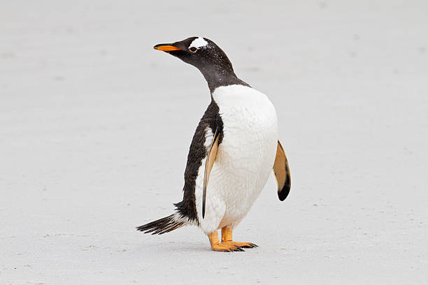 istock Gentoo penguin is curios, Falkland Islands 178449008