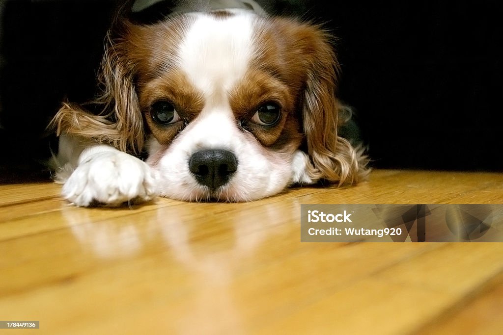 Day dreaming puppy puppy dog on the floor Animal Stock Photo