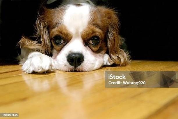 Day Dreaming Puppy Stock Photo - Download Image Now - Animal, Boredom, Cavalier King Charles Spaniel