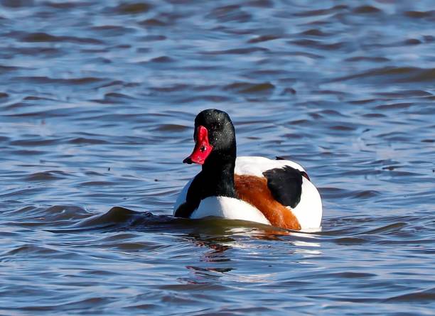 istock Shelduck in lake, close-up, colorful, summer 1784491648