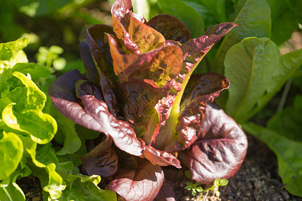 Lettuce stock photo