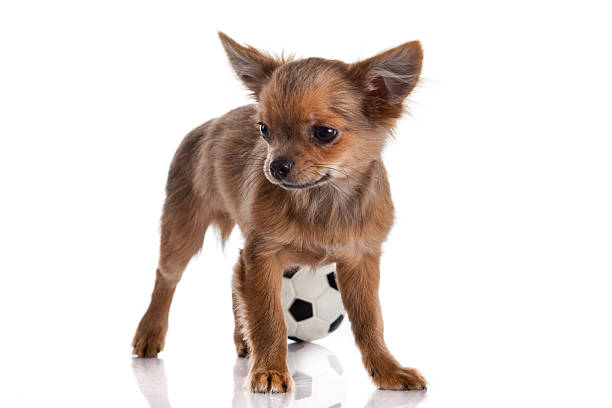 istock chihuahua dog isolated on white backgr 178449385