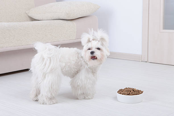 istock Dog and dry food 178449409