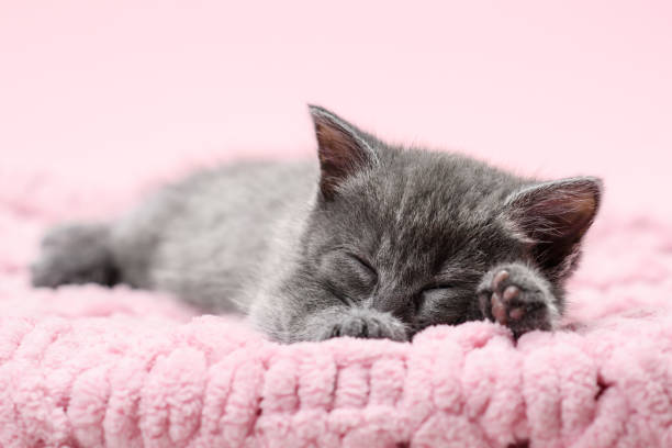 istock Sleeping kitten. The kitten sleeps on the birth blanket. Selective focus on face 1784494359