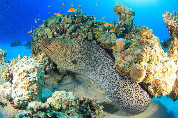 istock Marine Life in the Red Sea 178449525