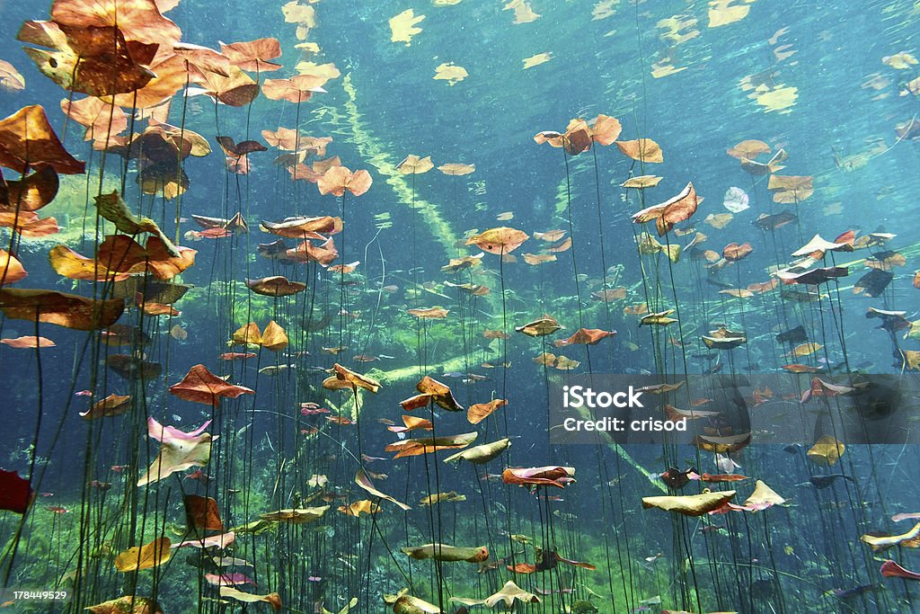 Underwater shot of cenote and plant life Lily pads in the cenote Aktun Ha  Cenote Stock Photo