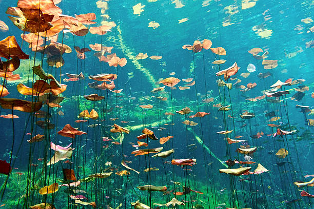 Underwater shot of cenote and plant life stock photo