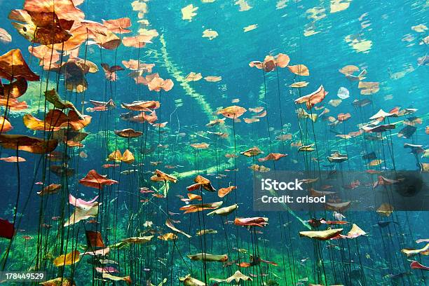Underwater Shot Of Cenote And Plant Life Stock Photo - Download Image Now - Cenote, Fish, Underwater