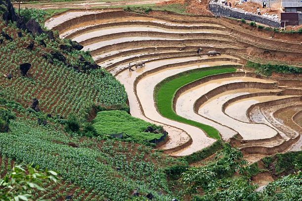istock Terraced rice fields in Sapa, Lao Cai, Vietnam 178449533
