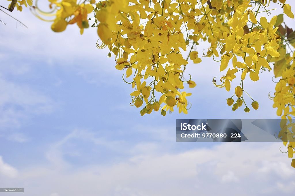 Fístula Cassia en cielo azul - Foto de stock de Amarillo - Color libre de derechos