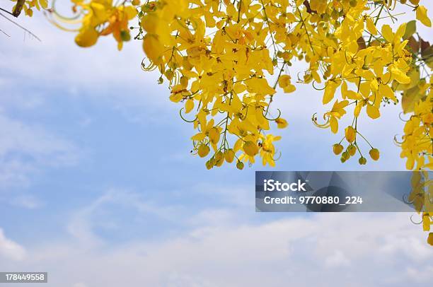 Fístula Cassia En Cielo Azul Foto de stock y más banco de imágenes de Amarillo - Color - Amarillo - Color, Ayurveda, Belleza de la naturaleza