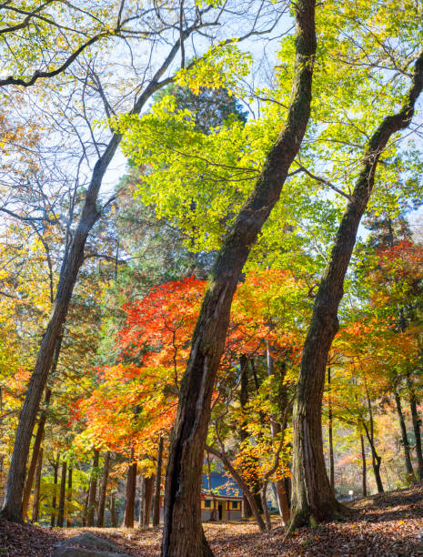 istock Autumn leaves at a mountain temple 1784496958