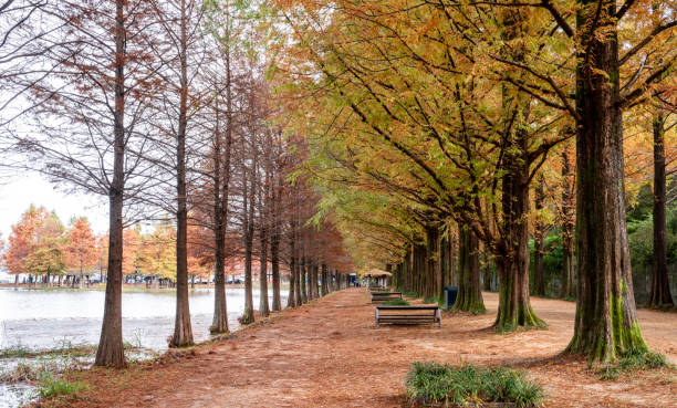 istock Metasequoia road colored with autumn leaves 1784497509