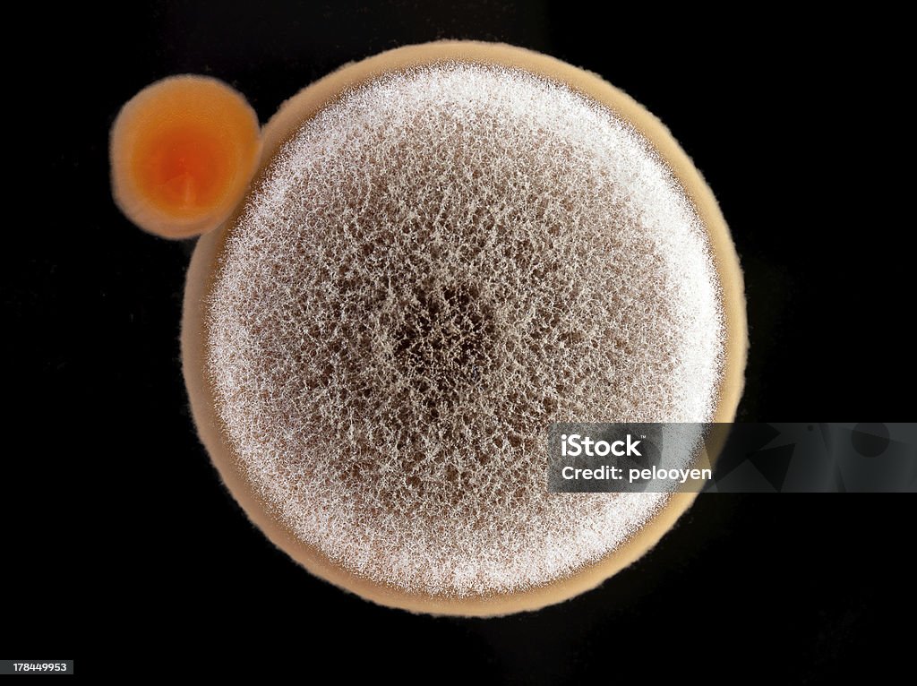 agar culture a mould and bacterial colony on an agar plate Plate Stock Photo