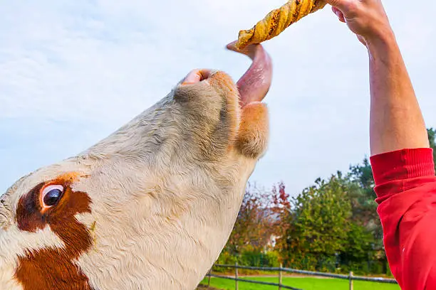 cattles at the meadow eating rolls