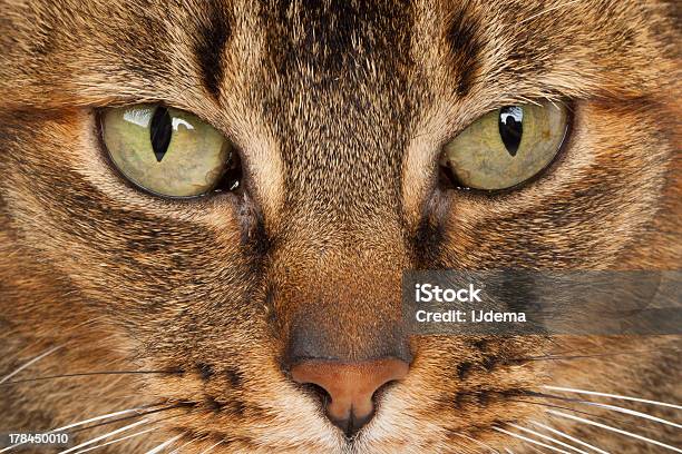 Primo Piano Di Una Abissino - Fotografie stock e altre immagini di Animale - Animale, Animale da compagnia, Close-up