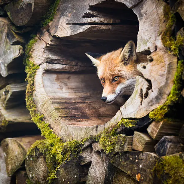 Photo of Red Fox (Vulpes vulpes)